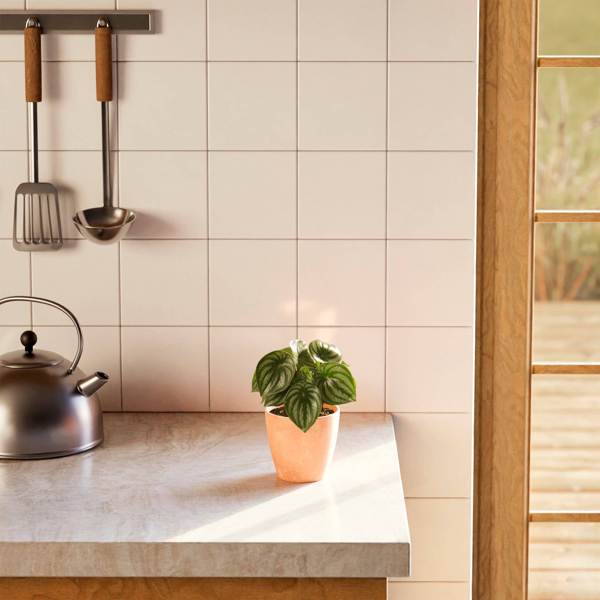 Lively Root - Wholesale Live Plant - Watermelon Peperomia1