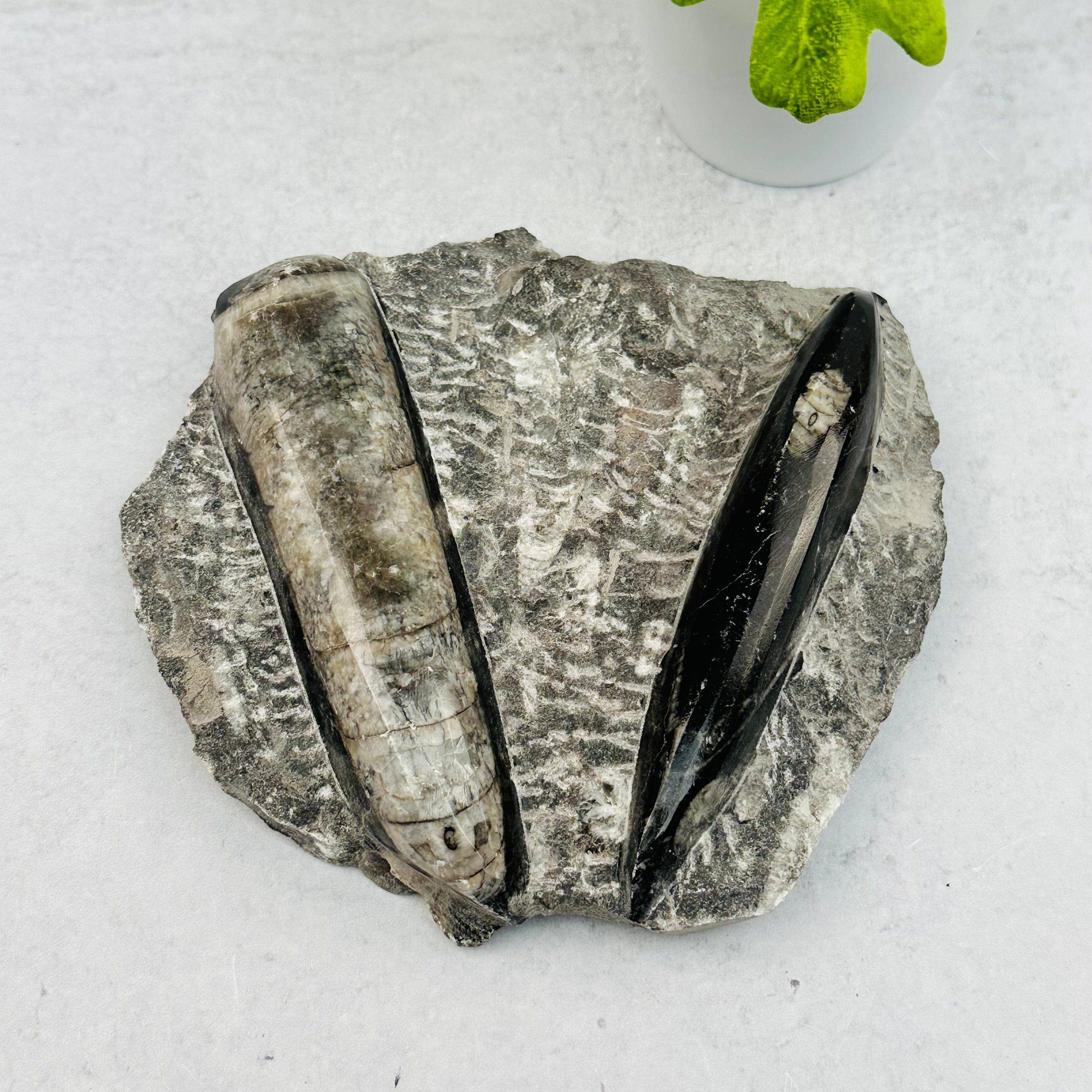 Rock Paradise - Wholesale Spiritual Stone/Crystal - Orthoceras Plaque - 2 Orthoceras - Fossil Collection1