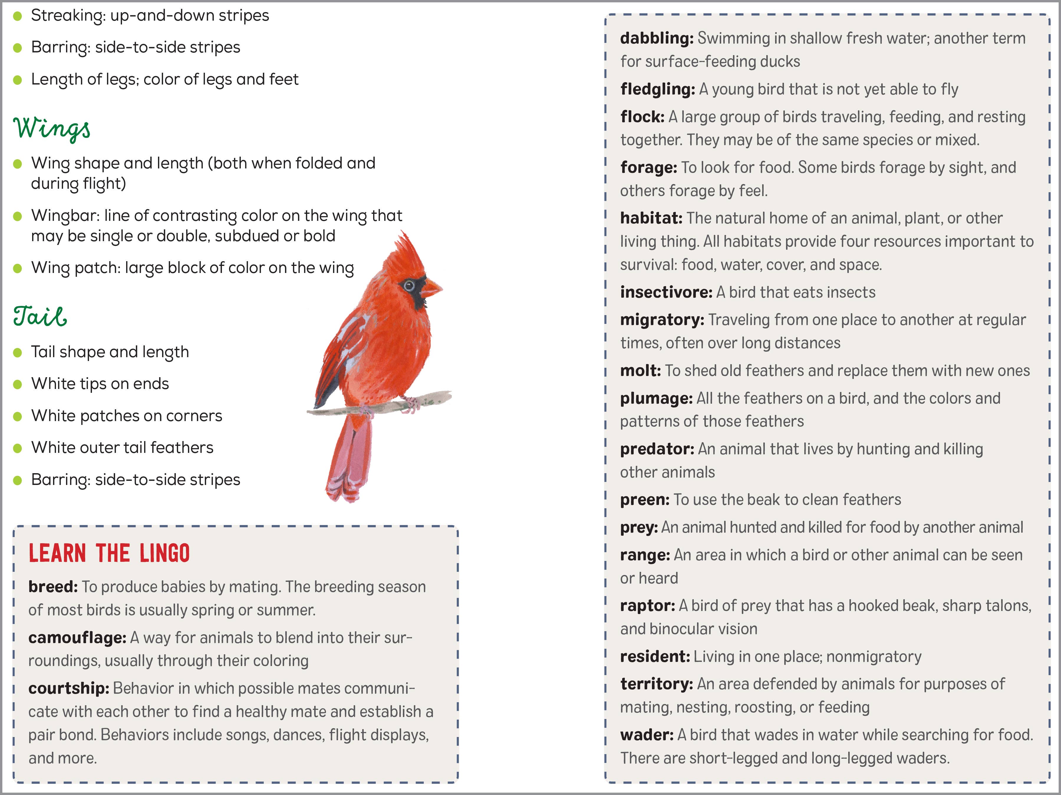 Sourcebooks - Wholesale Nature & Outdoors - Bird Watching Book for Kids1