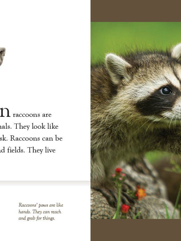 Raccoons for wholesale by The Creative Company