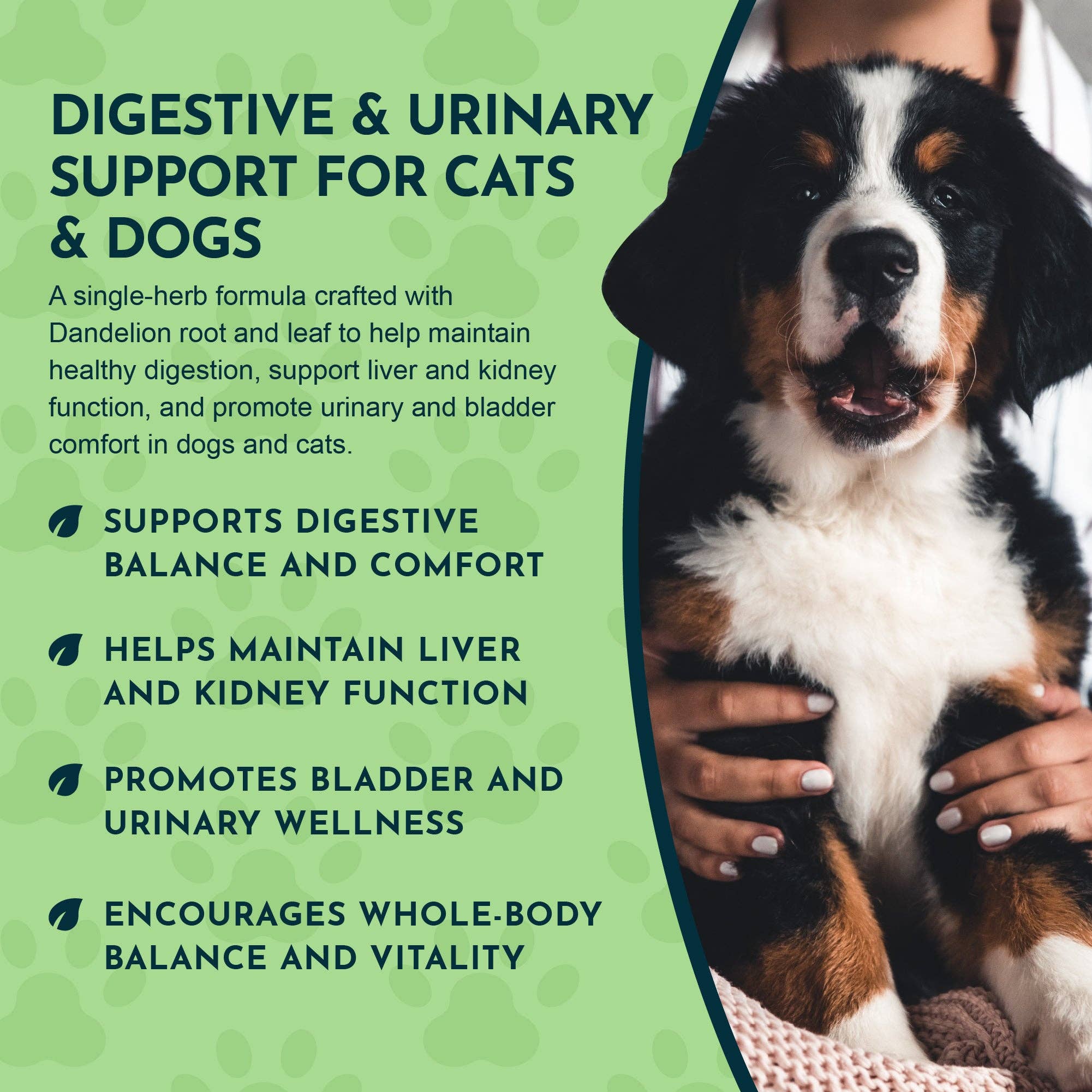 Animal Essentials - Wholesale Pet Supplement - Cat/Dog - Dandelion Single Herb Tonic | Supports Healthy Liver Function5