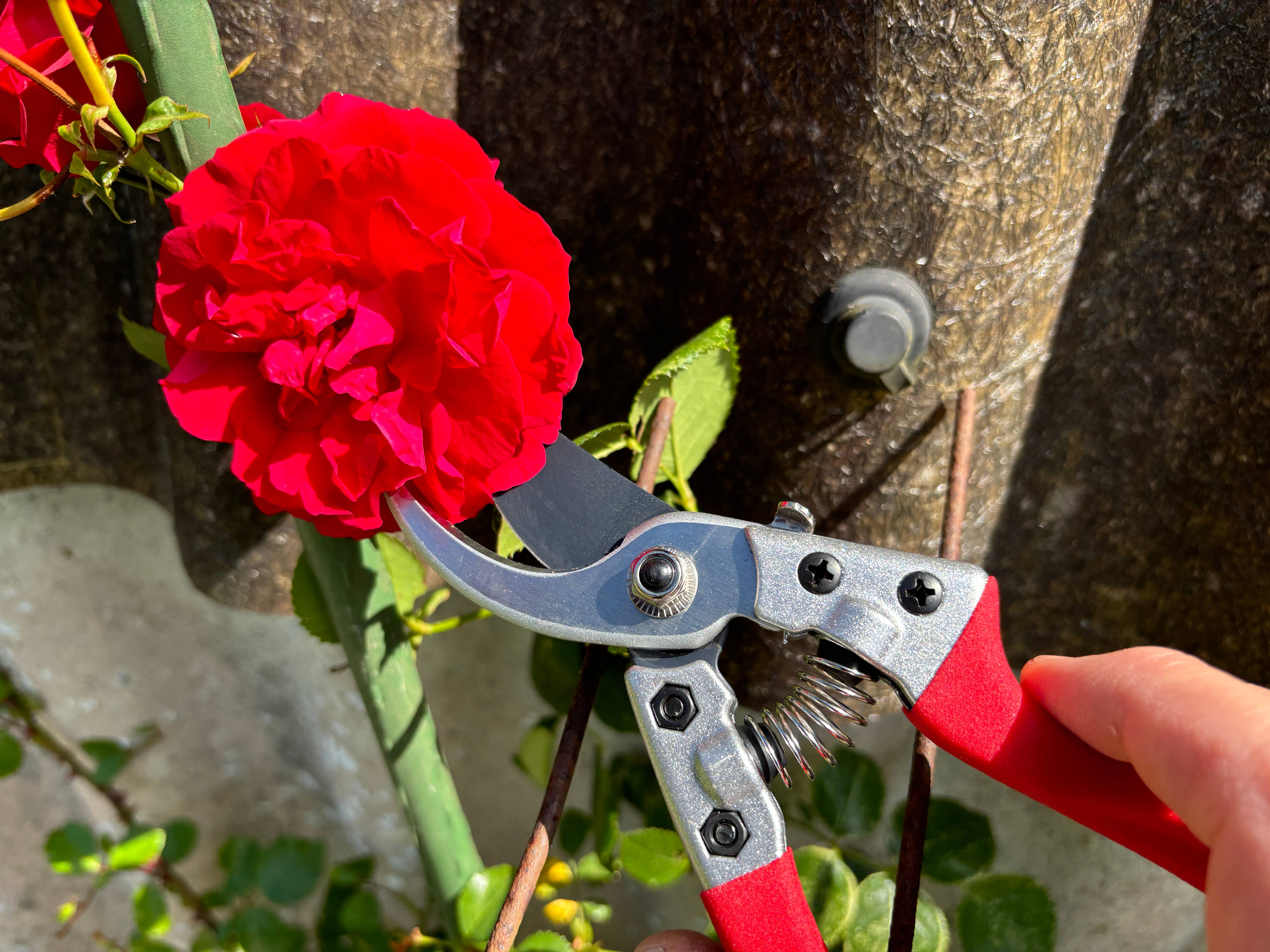 Gärtnertraum – wholesale Trädgårdsverktyg – Grensax - Sekatör8