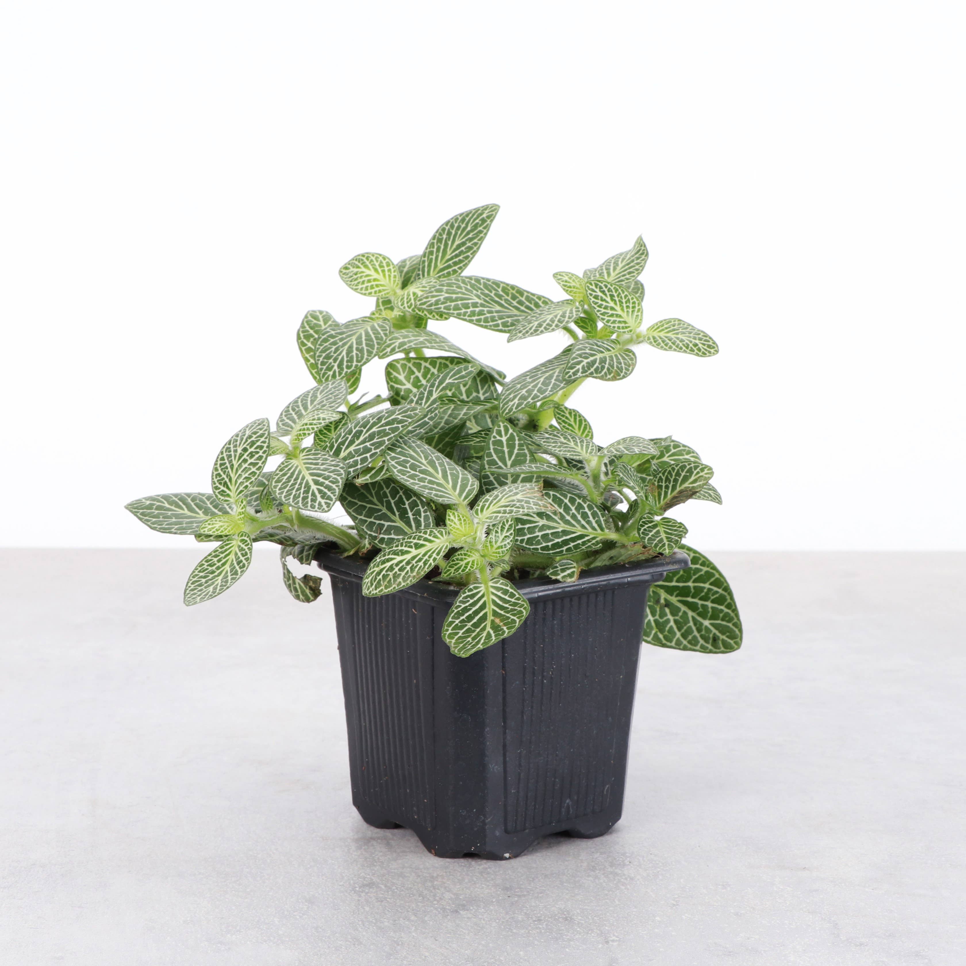 Thorsen's Greenhouse - Vente Plante - Plante nerveuse White Fittonia - Plante vivante5