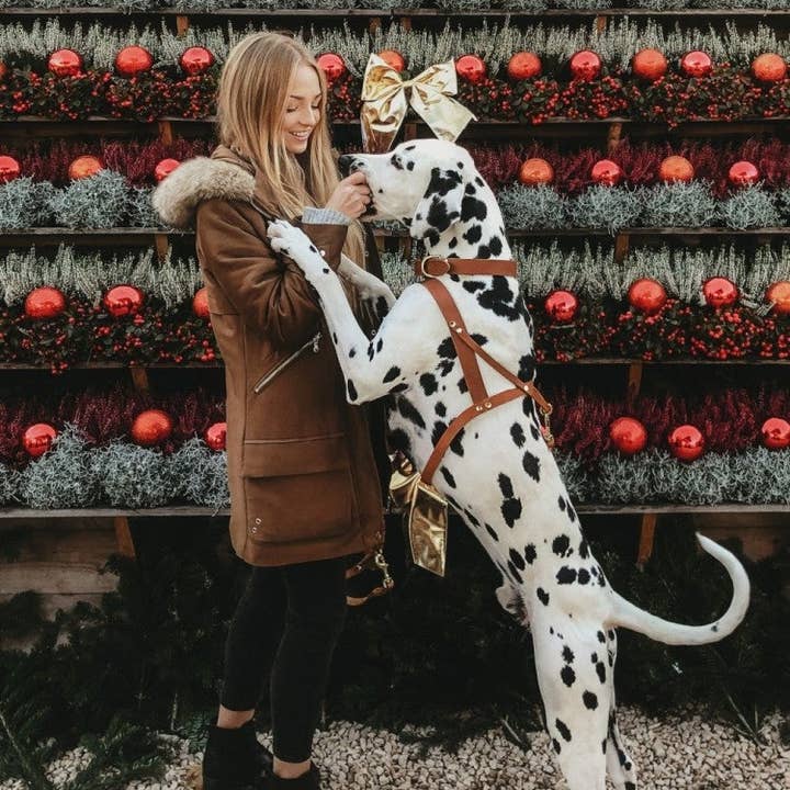 Molly and Stitch - Wholesale Pet Harness - Dog - Butter Leather Dog Harness - Sahara Cognac1