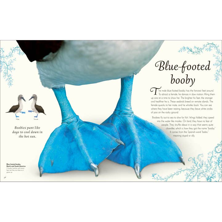 Penguin Random House LLC - Wholesale Nature & Outdoors Book - Anthology Birds4