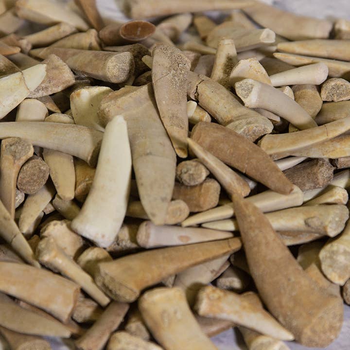 Cold River Mining - Wholesale Decorative Tabletop Object - ENCHODUS FISH FANGS, SABER TOOTH HERRING