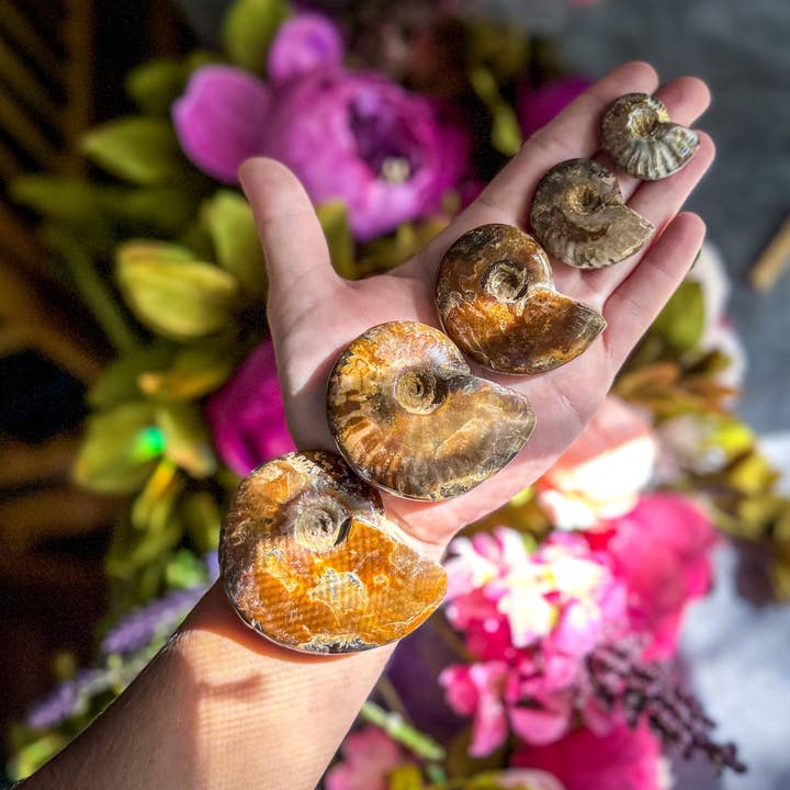 Mandala Gems - Wholesale Decorative Tabletop Object - Fire Ammonite Shell Fossil, Fire Ammonite, Fossil Decor, Natural Art, Decorative Fossils, Ammonite Fossil