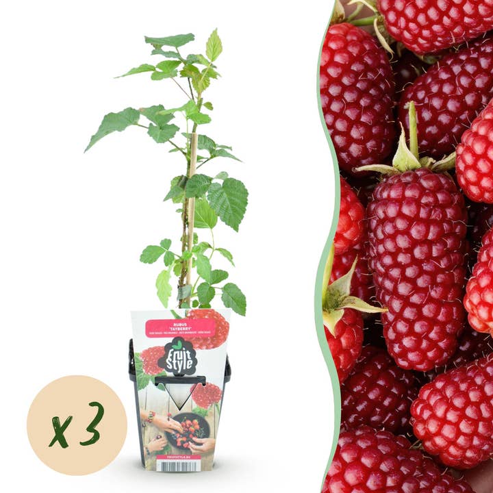 Tayberre Rubus Tayberry vinterhärdig 3 växter Ø9cm Höjd 30cm – Korsning av hallon & björnbär – Röda bär för trädgård & balkong för wholesale av Oasis of Life