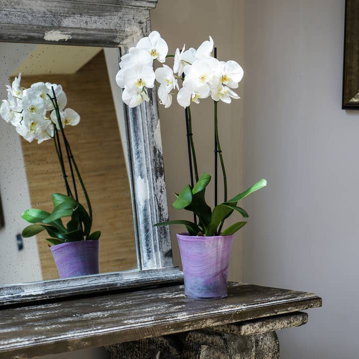 Ivyline - Wholesale Plant Pot - Flared, Recycled Glass Orchid Planter