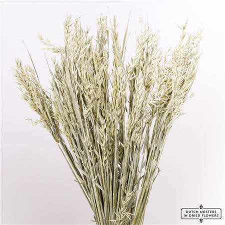 Dutch Flower Studio - Wholesale Dried/Pressed Flowers - Avena - oat grass - 70 cm - dried flowers8