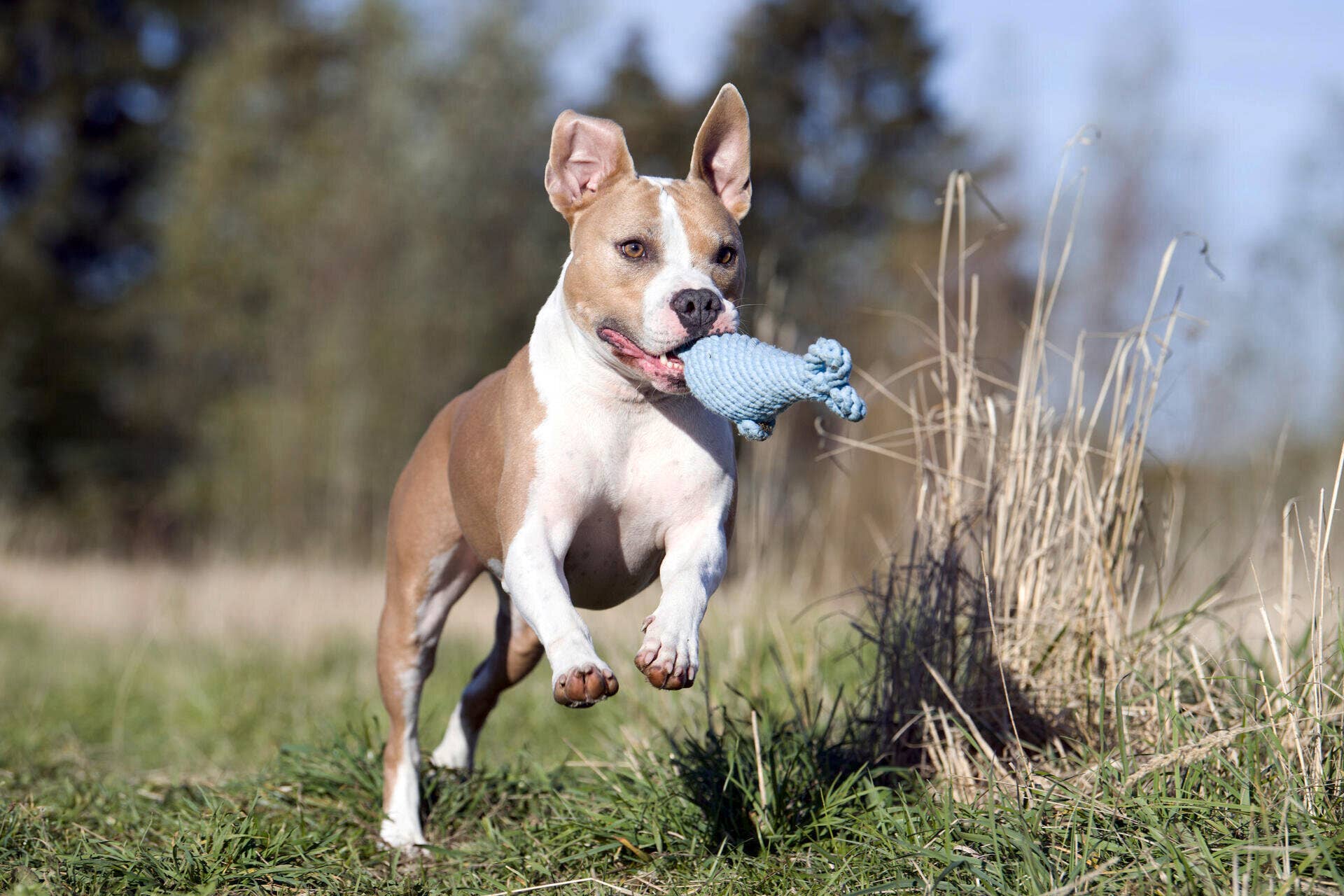 LABONI - Volentis GmbH - Wholesale Pet Rope Toy - Dog - Blanket TEDDY GREY - Multifunctional Blanket14
