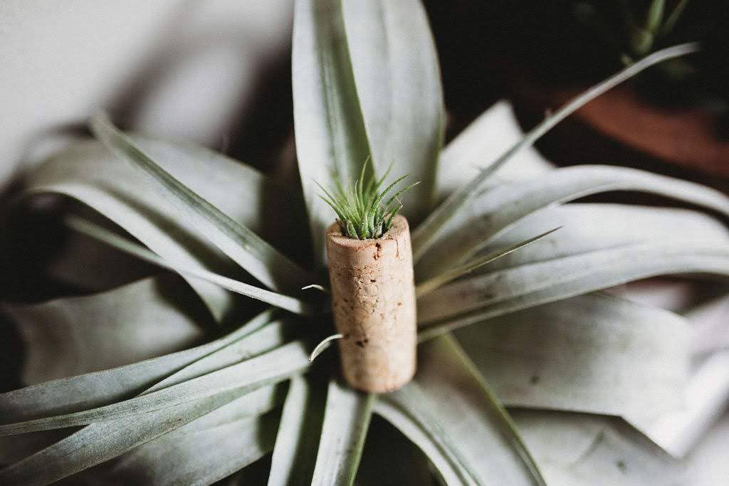 The Simply Crafty Shop - Wholesale Magnet - Magnetic Wine/ Champagne Cork Air Plant Holder4