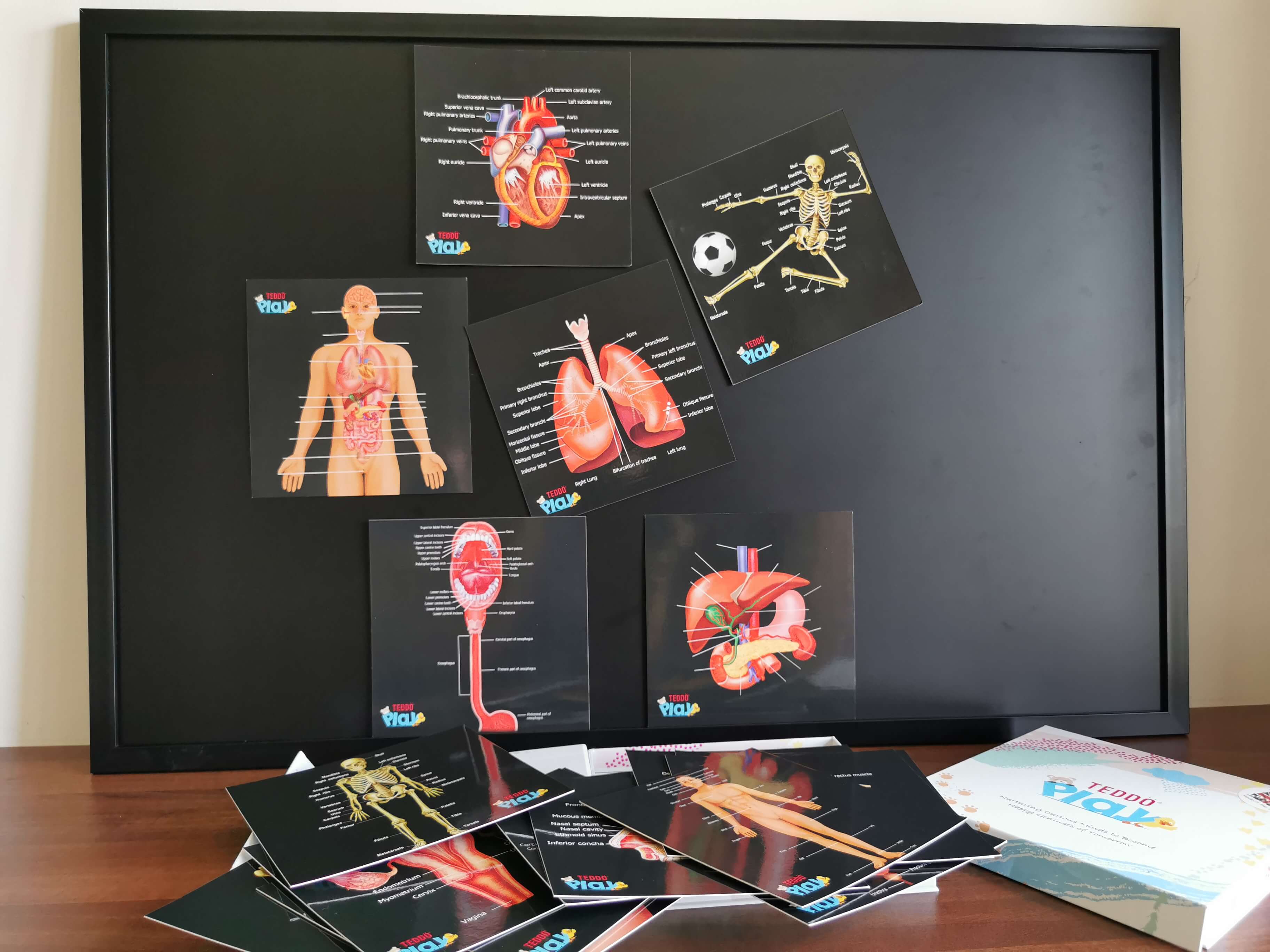 Teddo Play – Großhandel Lernkarten – Kind & Baby – Multi-Bundle mit 13 Lernsets Lernspiele für Kinder5