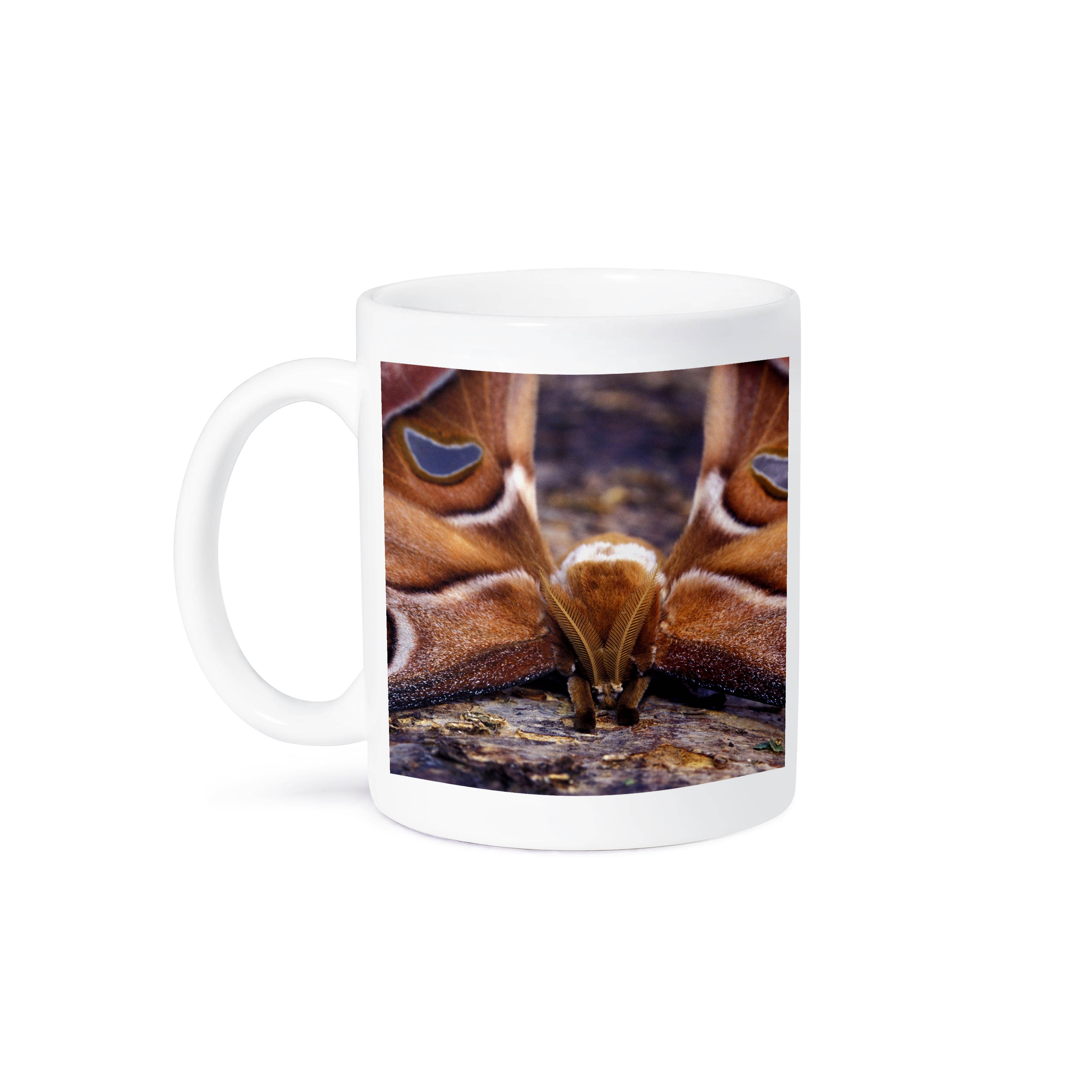 3dRose – wholesale Coffee mug – 3dRose, Papua New Guinea, Atlas Moth insect - OC12 MWE0321 - Michele Westmorland, Mug8