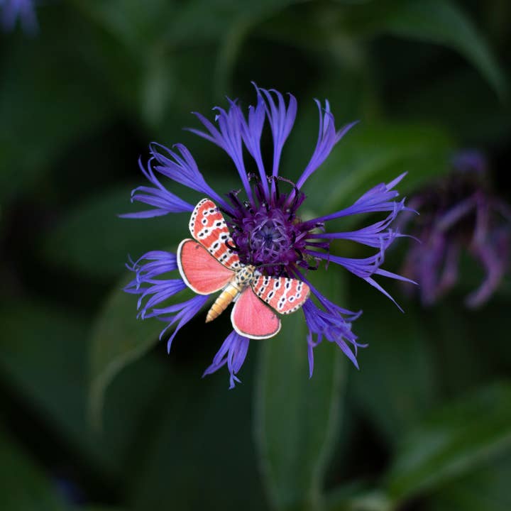 Moth and Myth - Wholesale Cutouts - Ornate Bella Moth & Dalmatian Foxglove Paper Specimen Set 3