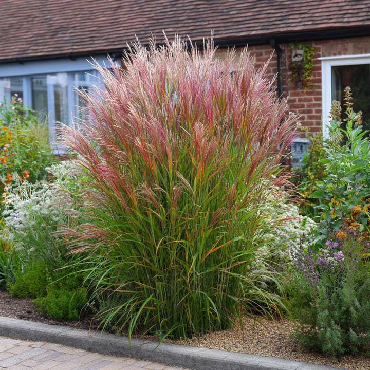 Oasis of Life - Wholesale Live Plant - Chinese silver grass "Red Chief" – Miscanthus Sinensis – Ornamental grass with red flower spikes – Height 40–60cm – Ø23cm – Hardy, easy to care for & non-toxic – Ideal for garden & containers5