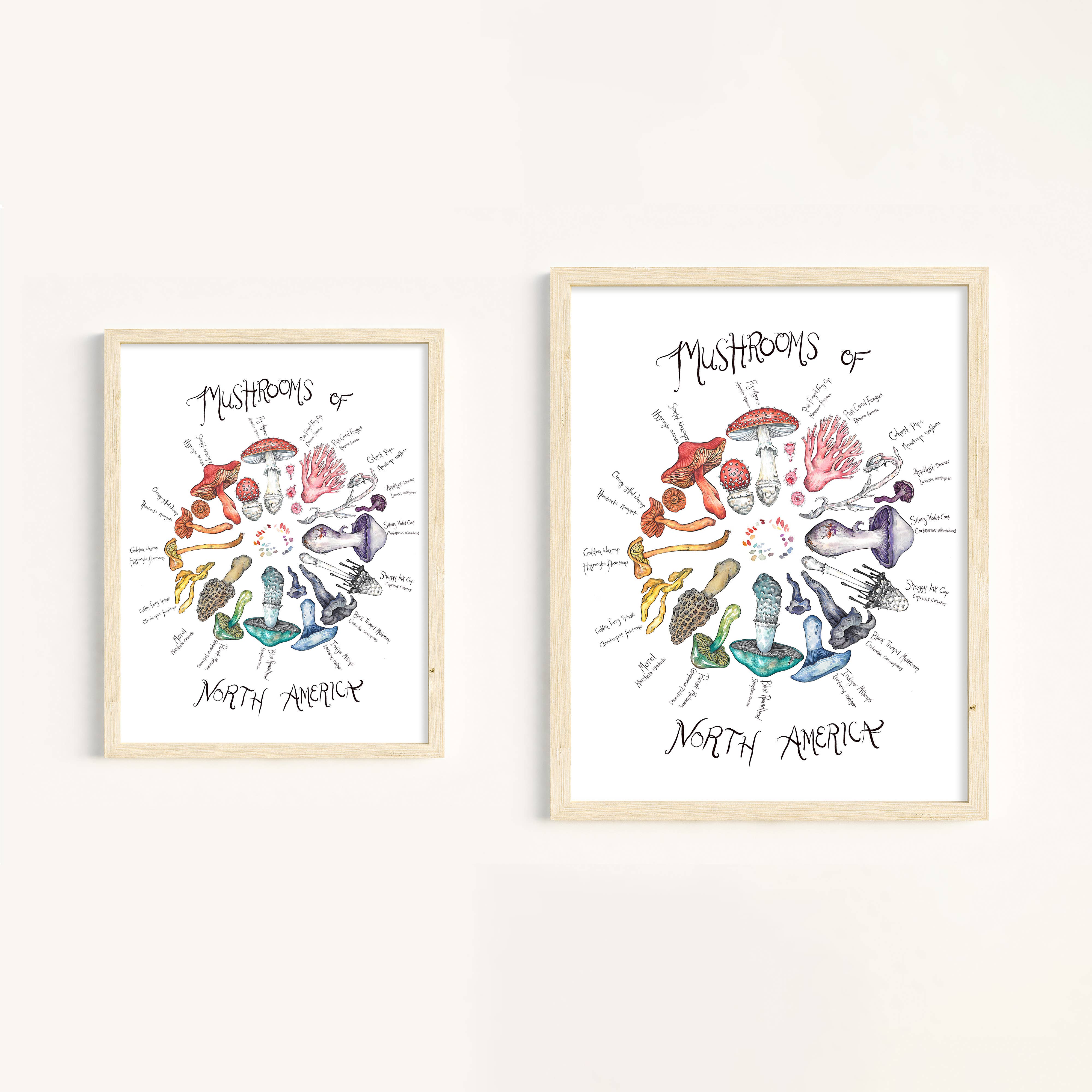 Claire Loon Baldwin Illustration - Wholesale Art Print - Mushrooms of North America Art Print2