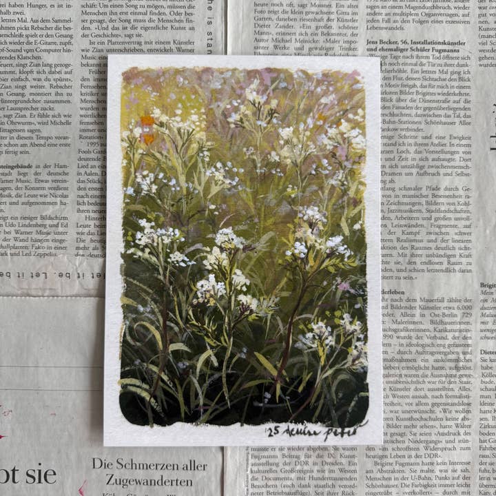 Achillea nobilis impression pour la vente par denaisx