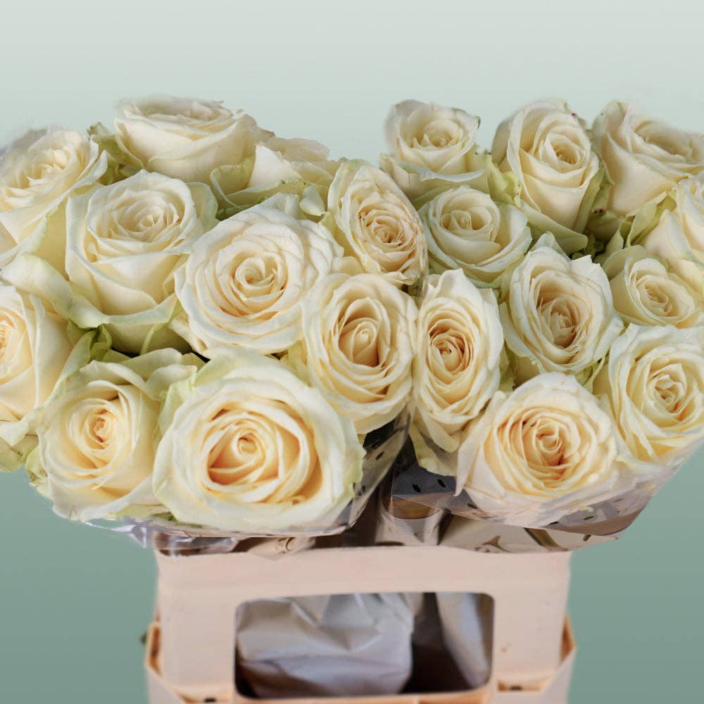 White Rose Avalanche (20 Stems) for wholesale on Faire2
