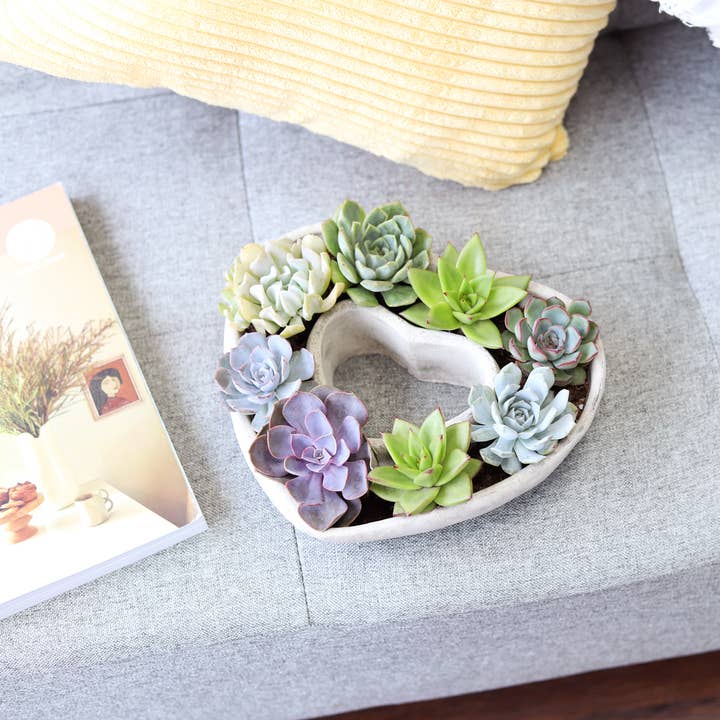 Best Plant Friend - Wholesale Succulent - Large Succulent Heart Arrangement - Mother's Day Gift 2025