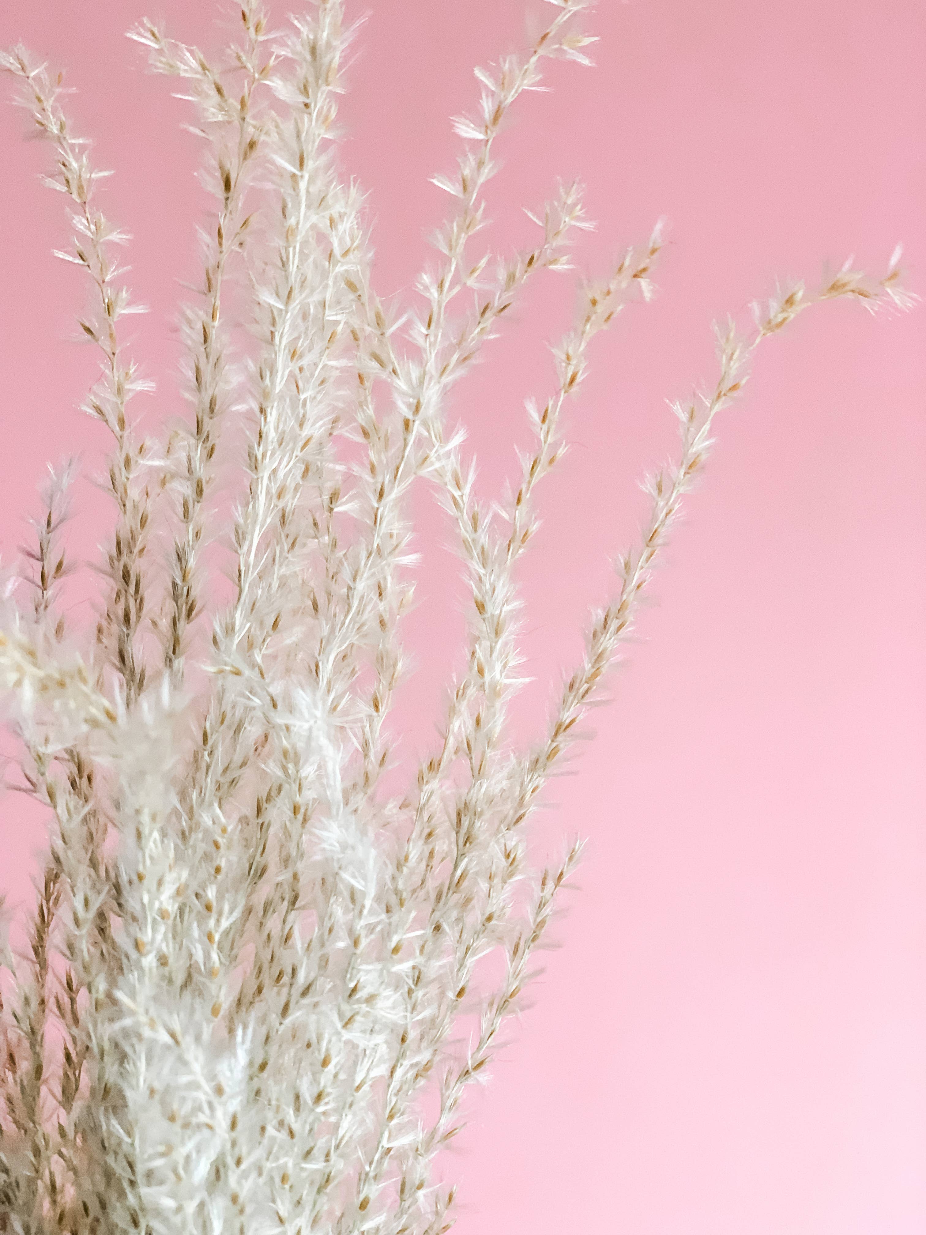 Fleurs Flowers - Wholesale Dried/Pressed Flowers - Miscanthus Grass2