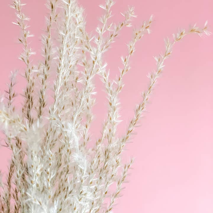 Fleurs Flowers - Wholesale Dried/Pressed Flowers - Miscanthus Grass2