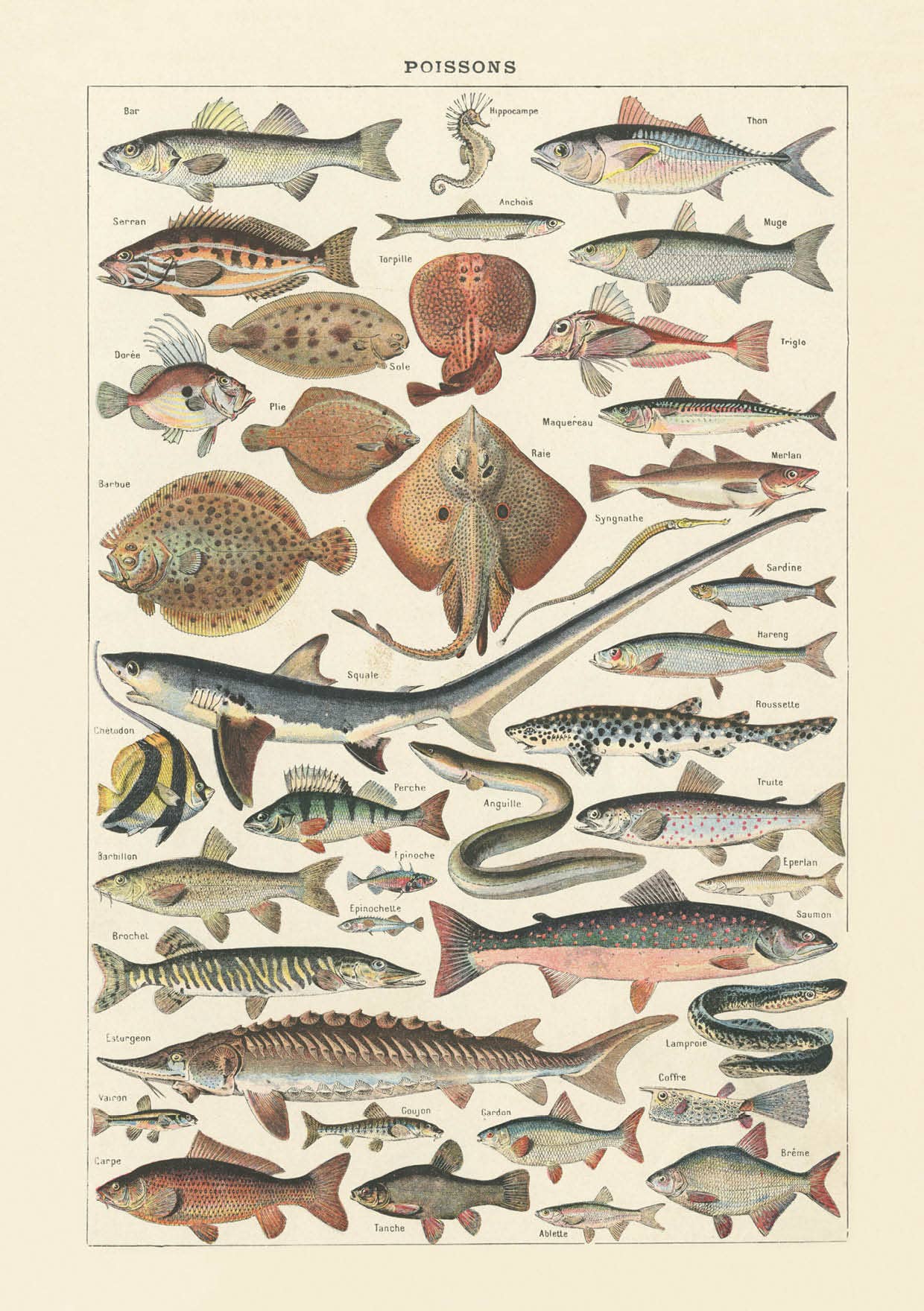 The Knowledge of Things by Catch Publishing - Wholesale Postcard - Postcard Poissons (864)0