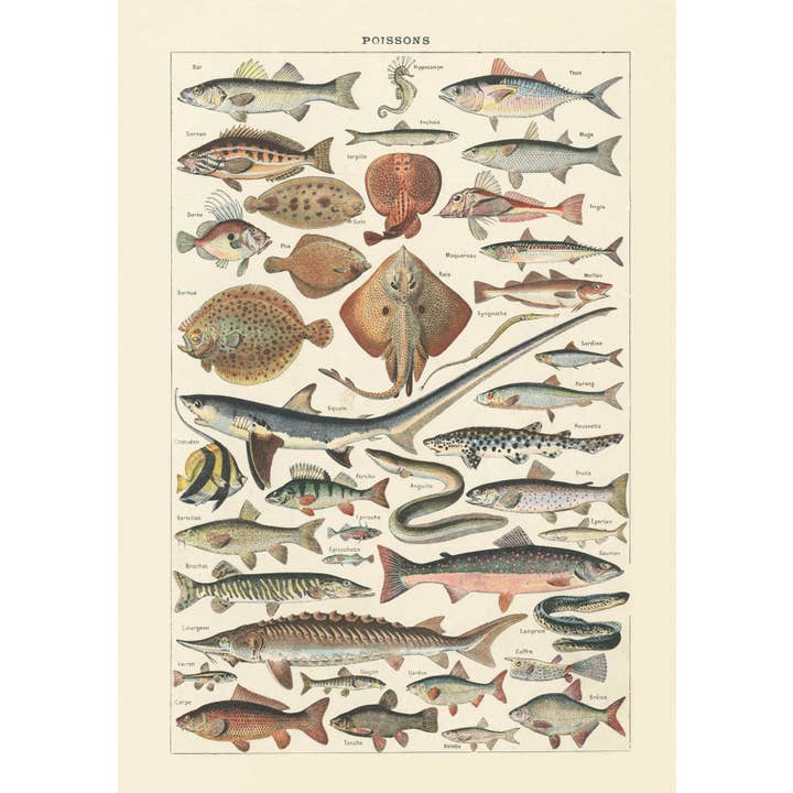 The Knowledge of Things by Catch Publishing - Wholesale Postcard - Postcard Poissons (864)