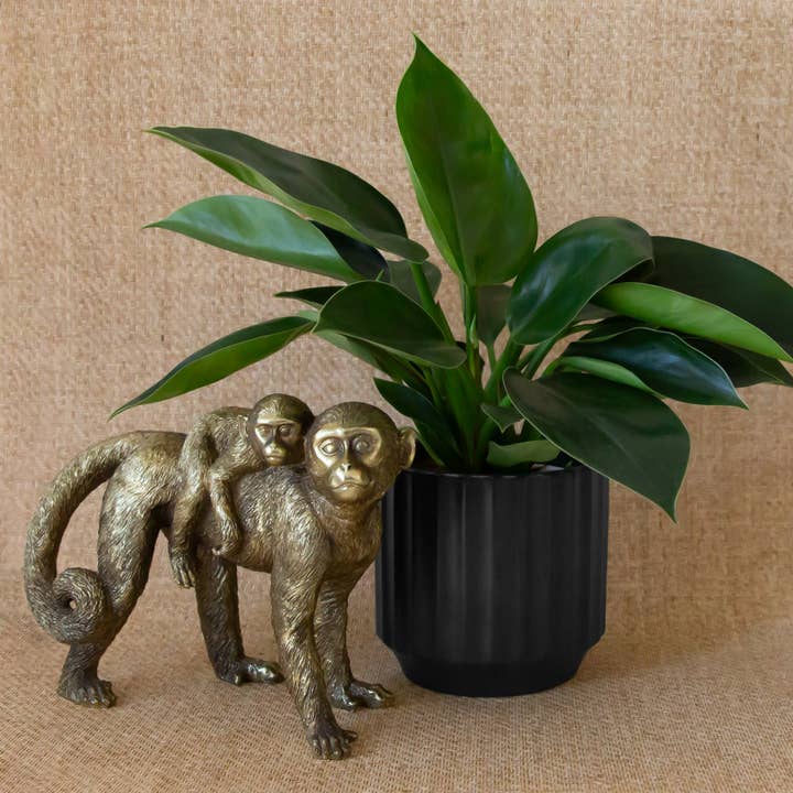 Jungle Club - Wholesale Plant Pot - Monroe Planter | Black4