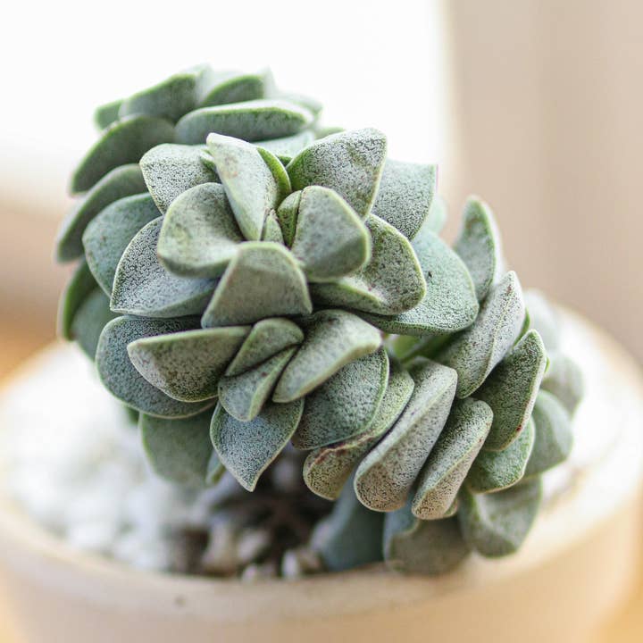 Crassula 'Morgan's Beauty - Crassula 'Silver Springtime' pour la vente par Best Plant Friend