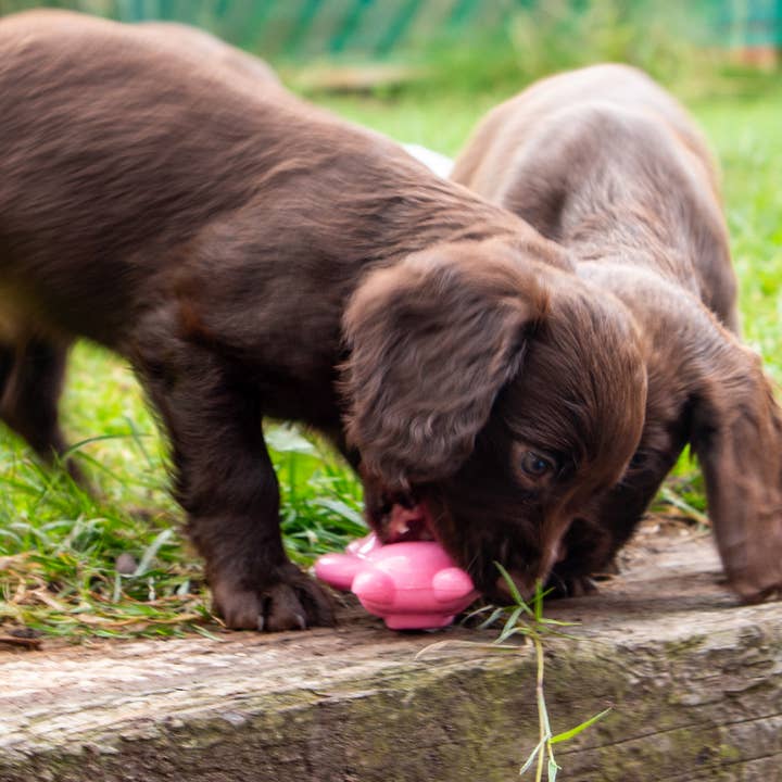 Ancol Pet Products Ltd - Vente Jouet – chien - Small Bite Ball Belly (cochon, grenouille, éléphant)