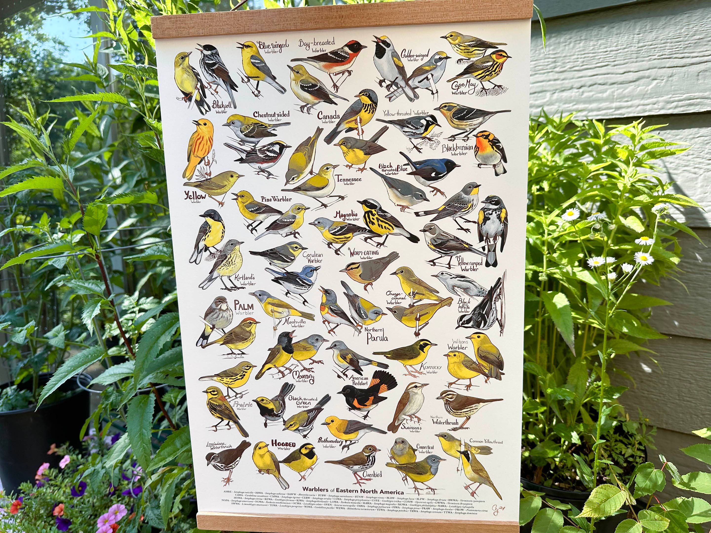 River Thrush Studio - Wholesale Poster - Eastern Warbler Poster1