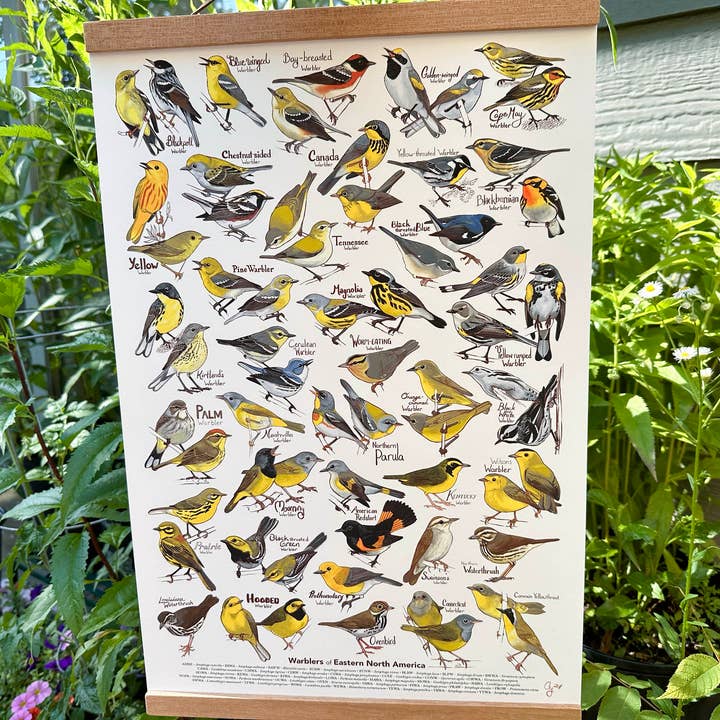 River Thrush Studio - Wholesale Poster - Eastern Warbler Poster1