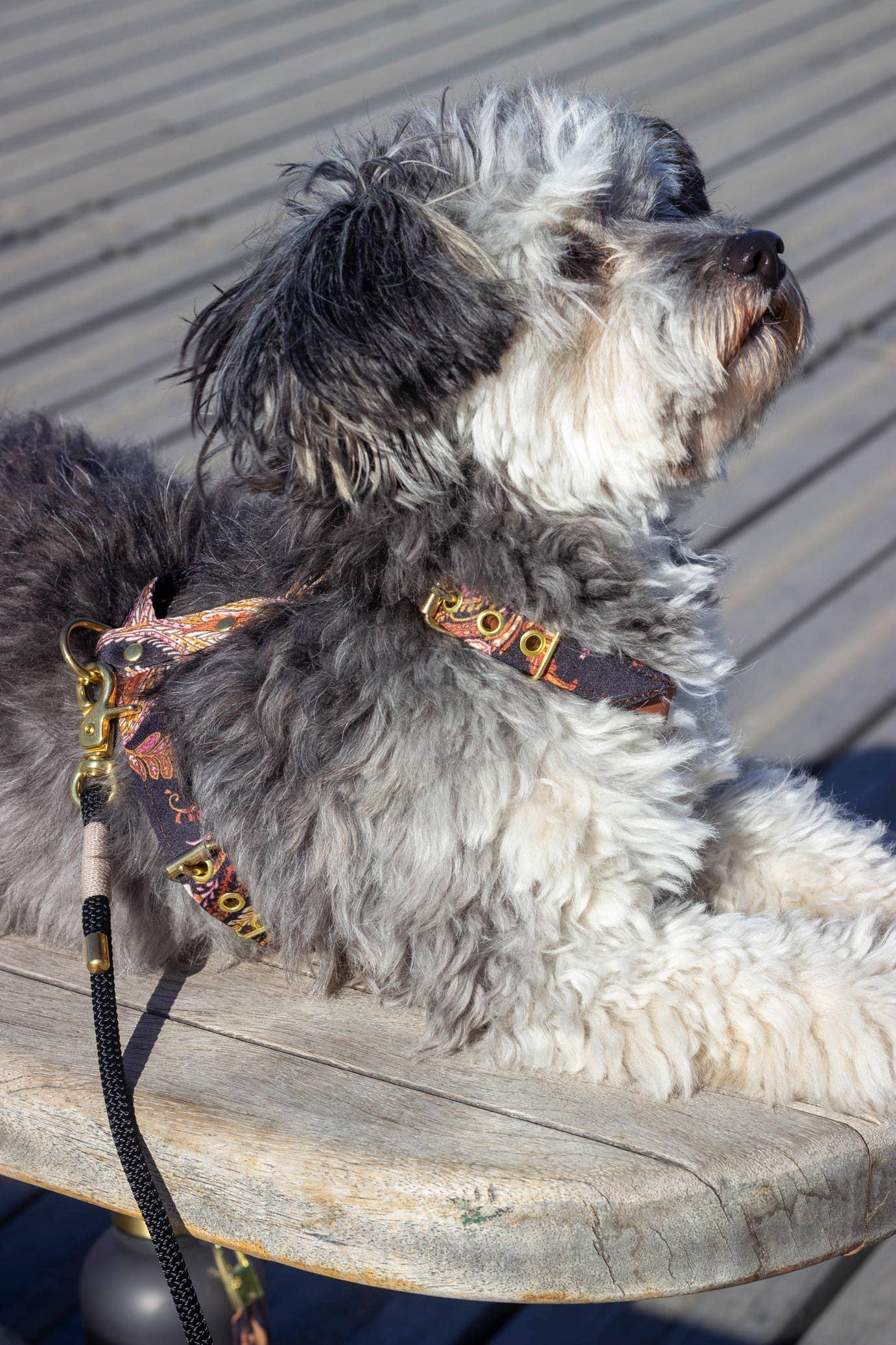 Atelier Markiz - Wholesale Pet Harness - Dog - Kashmir Harness4
