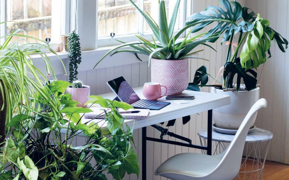 HarperCollins - Wholesale Home & Garden Book - Plant House : Beautiful spaces inspired by nature4