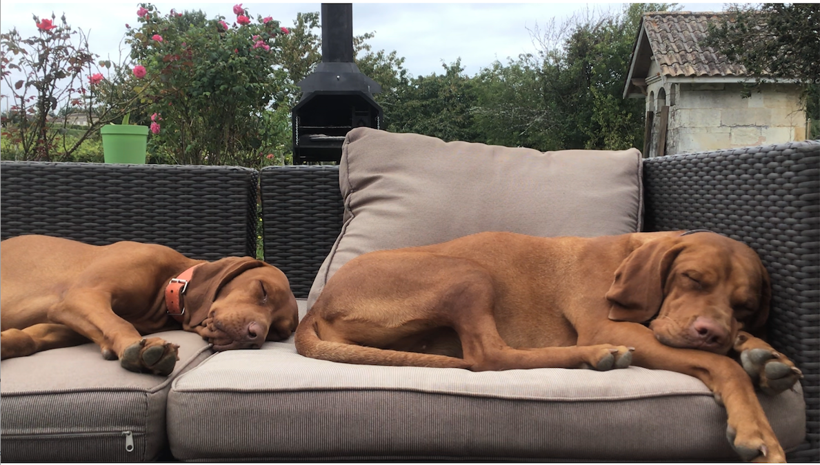 Château Camponac - Vente Vin rouge - Chateau Camponac Merlot/Cabernet Franc6