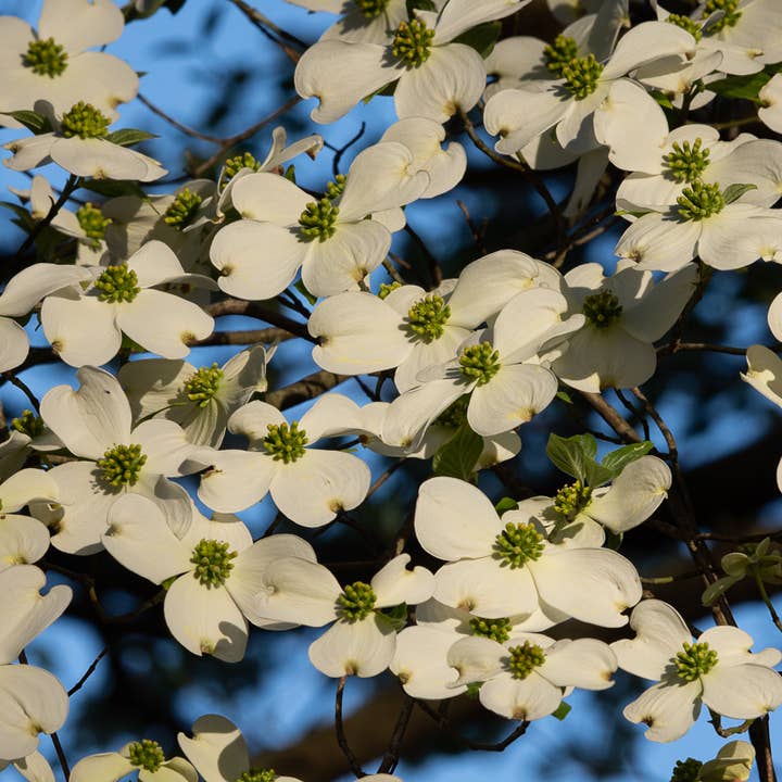Dogwood in Spring, Matted Photograph for wholesale by Wren