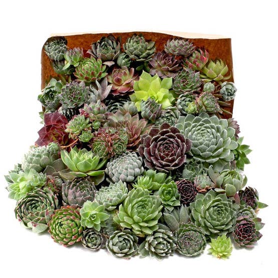 Mountain Crest Gardens - Wholesale Succulent - Bulk Unrooted Sempervivum Bag - 50 Hens & Chicks Rosettes