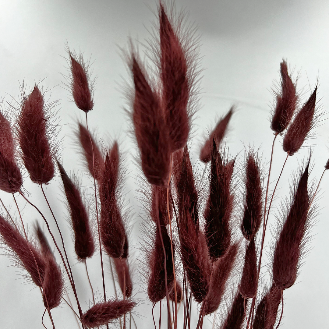 2626 Designs - Wholesale Dried/Pressed Flowers - Bunch Dried Bunny Tails Grass-20-24"  apx 1 oz5