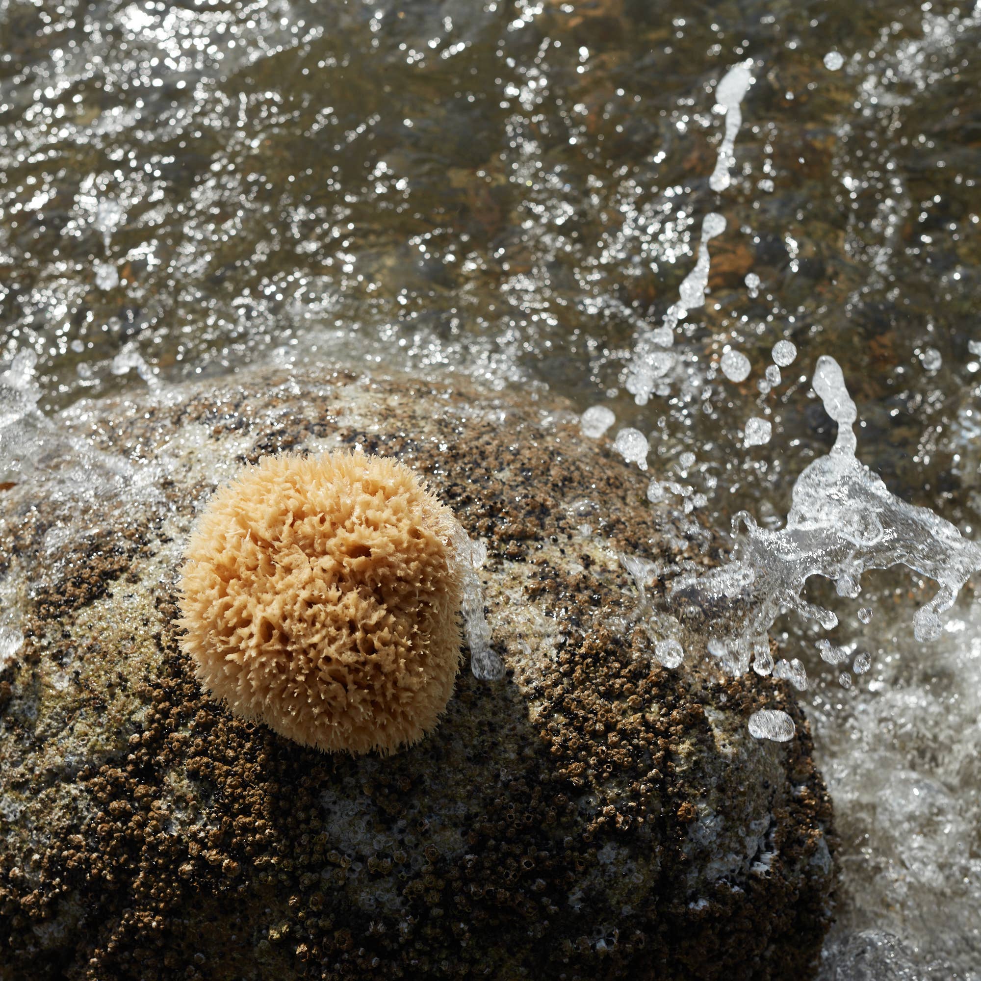 Well Kept - Vendita all'ingrosso Spugne da bagno morbide e a rete - Spugna marina grande in lana - 12,7-15,2 cm3