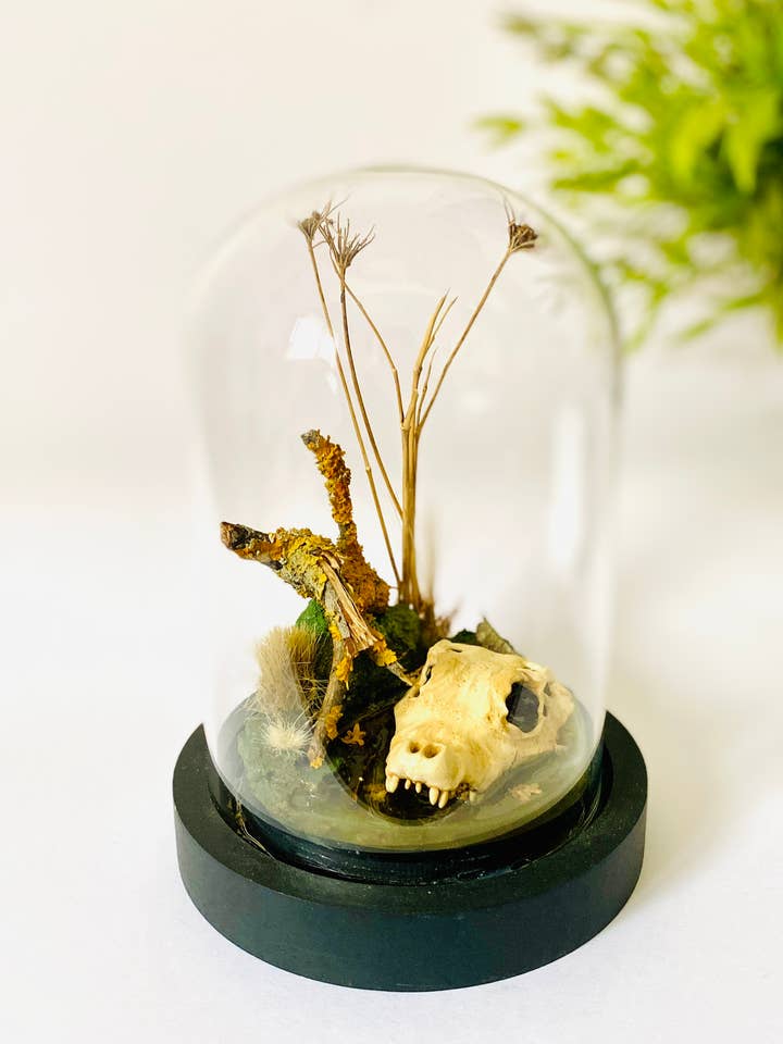 The dwarf crocodile, curiosity under a glass dome for wholesale by Thingx