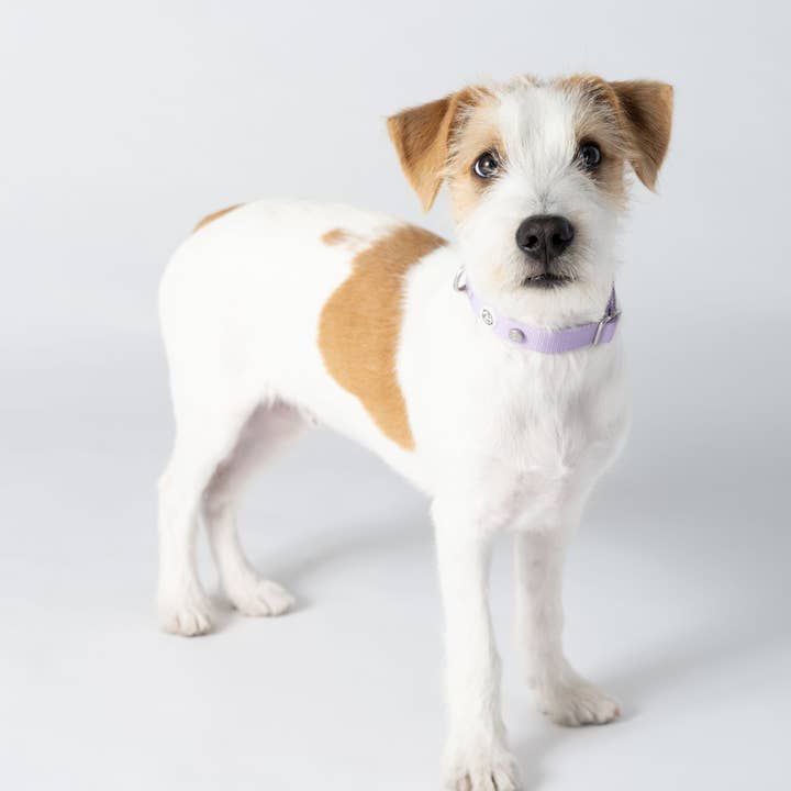 Barkalot - Wholesale Pet Collar - Dog - Lilac Dog Collar3