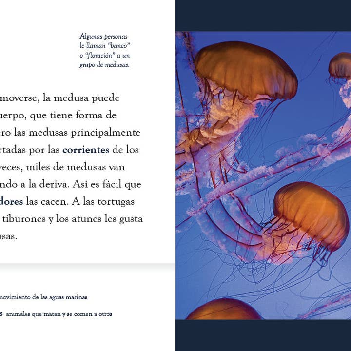 The Creative Company – Großhandel Buch zum Thema Natur & Outdoor – Die Qualle2