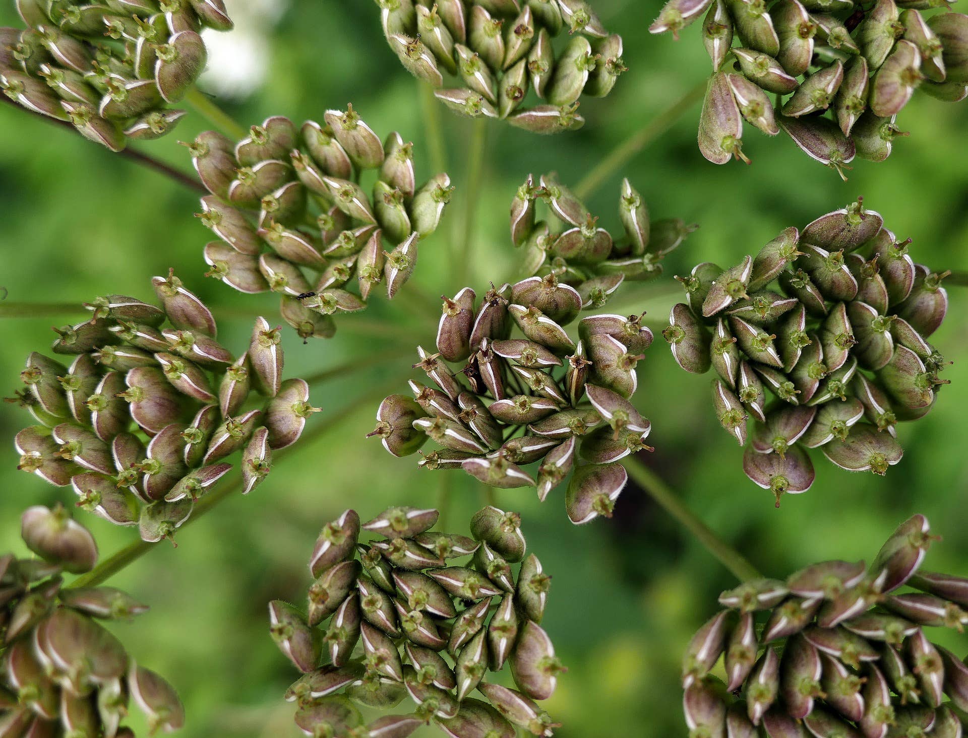 Decker Rd. Seeds - Wholesale Plant Seeds - Anise Seeds4