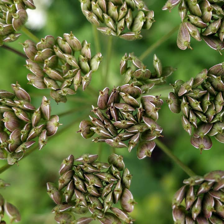 Decker Rd. Seeds - Wholesale Plant Seeds - Anise Seeds4
