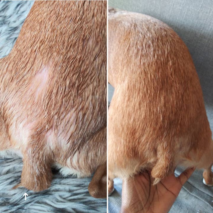 Simply Sage Dog Treats, LLC - Wholesale Pet Deodorizing Spray - Soothing Paw Soak for Dry, Itchy, & Irritated Skin and Paws6