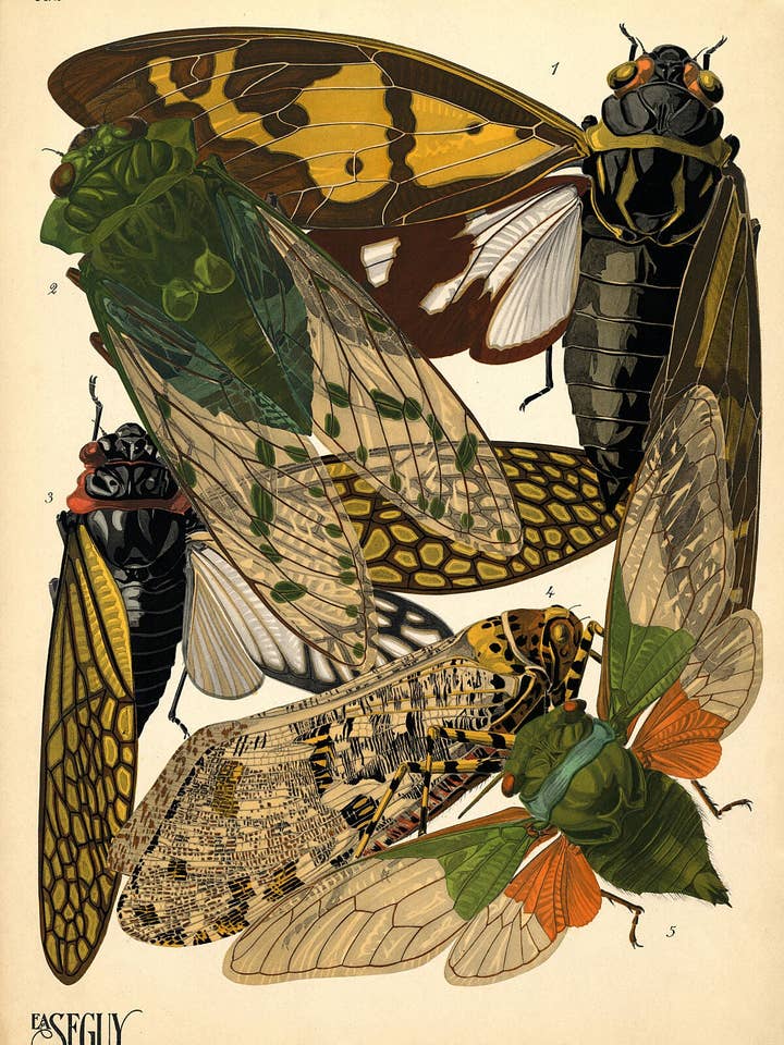 Insectes de Emile-Allain Séguy - Prancha 2 por atacado de Flashback Shop