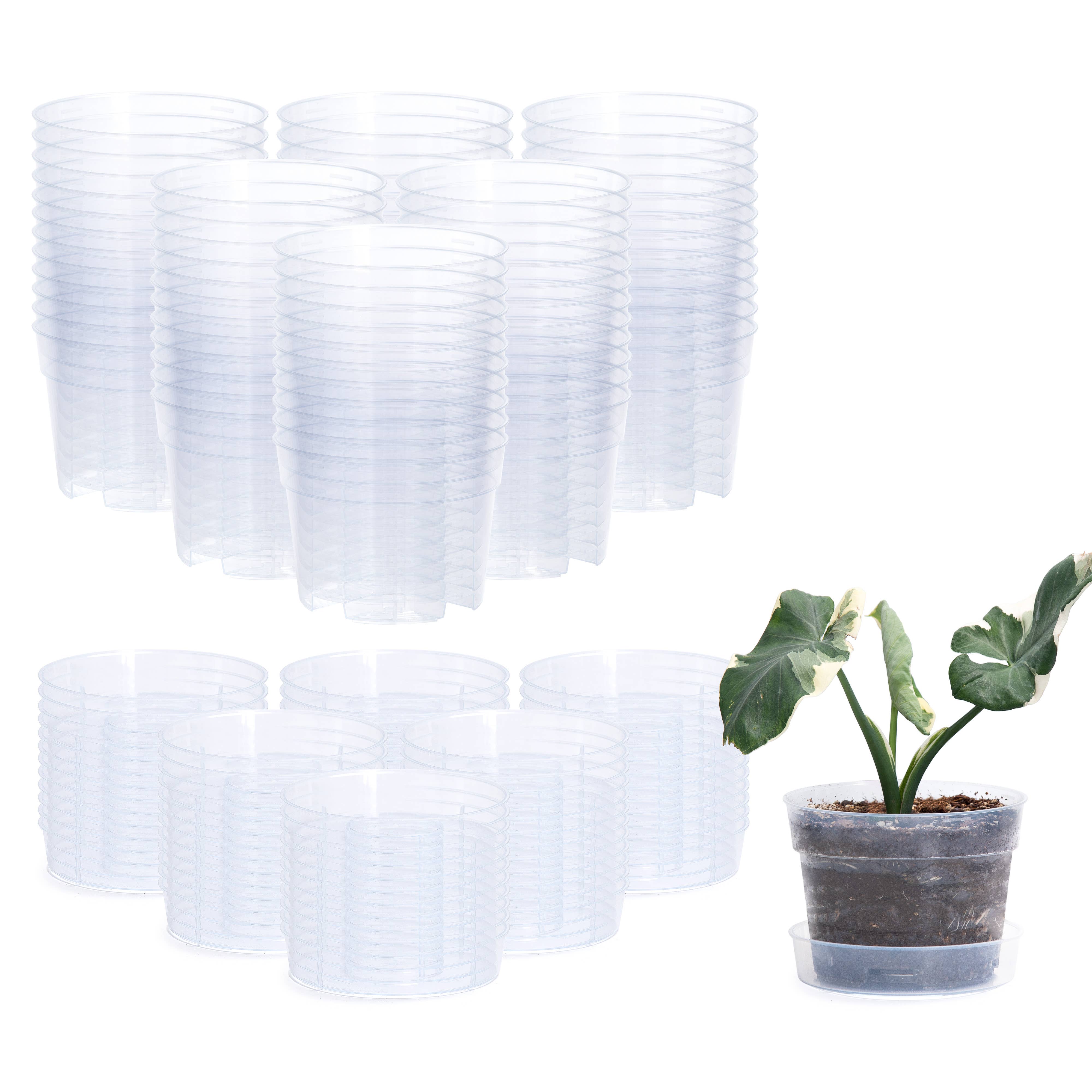 D'VINE DEV - Wholesale Plant Pot - Clear Nursery Pot with an Interlocking Saucer, 6" X 4.25"1