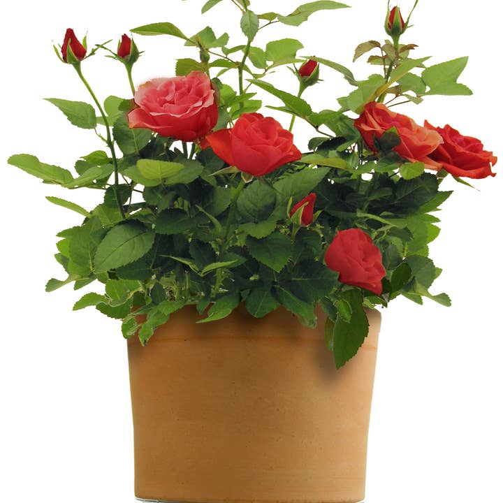 Plastec Products - Wholesale Plant Pot - Plant Pallet 10"