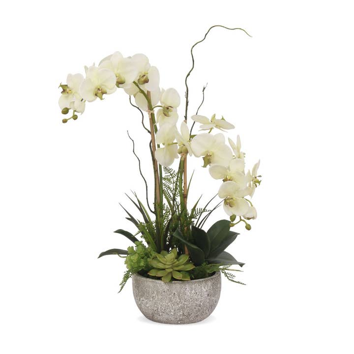 Orchidées vertes crème, plantes succulentes, fougères en pot rond pour la vente par JENNY SILKS